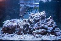 35kg ~ 40Kg of MATURE LIVE ROCK - PRICED FOR QUICK SALE