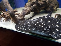 2 X BD X LEO FEMALE STINGRAYS NOW SOLD