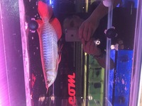 Super Red Violet Fusion Arowana