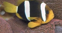 Clarki Clown fish