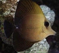 Scopas Tang