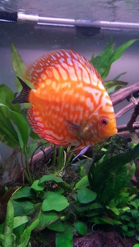 four mixed young adult discus for sale