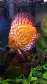 four mixed young adult discus for sale
