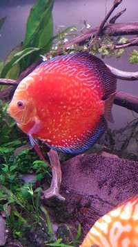 four mixed young adult discus for sale