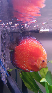 four mixed young adult discus for sale