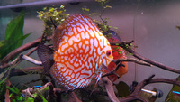 four mixed young adult discus for sale