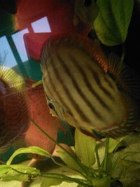 San merah Discus