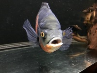 Oscar Cichlid Approx 13” - £30