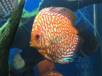 CHESHIRE OAKS DISCUS, LARGEST UK STOCKIEST OF DISCUS FISH, WATCH VIDEO NOW