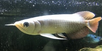 ASIAN AROWANA - SUPER VIOLET FUSION - BANJAR REDS