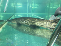 80cm alligator gar oddball RARE