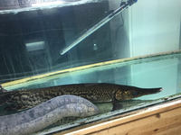 80cm alligator gar oddball RARE