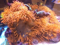 Red bubbletip anemone