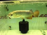 AAA FULL HELMET 24 K CROSSBACK AROWANA