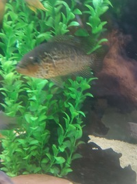 Red Tiger Mota - Male plus jaguar cichlids