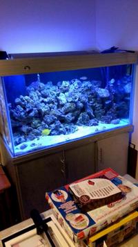 Live rock, Live sand, in Marine fish tank