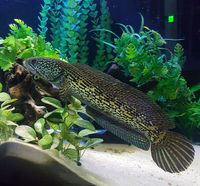 Golden cobra snakehead