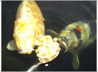 Koi carp for sale