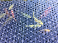 Koi carp for sale
