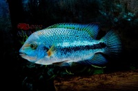 Veija synsipilum Zonatus cichlid