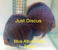 Buy 5 get 1 free at JUST DISCUS from ONLY £20 and over 5,000 top quality Discus to choose from and the biggest selection in the U.K. Cheapest prices guaranteed.