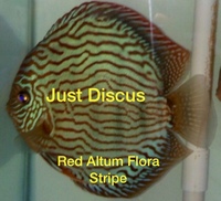 Buy 5 get 1 free at JUST DISCUS from ONLY £20 and over 5,000 top quality Discus to choose from and the biggest selection in the U.K. Cheapest prices guaranteed.