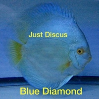 Buy 5 get 1 free at JUST DISCUS from ONLY £20 and over 5,000 top quality Discus to choose from and the biggest selection in the U.K. Cheapest prices guaranteed.