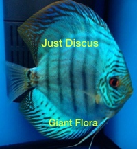 Buy 5 get 1 free at JUST DISCUS from ONLY £20 and over 5,000 top quality Discus to choose from and the biggest selection in the U.K. Cheapest prices guaranteed.