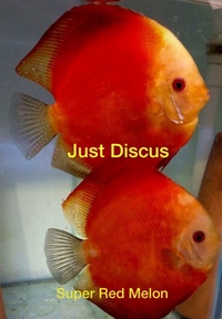 JUST DISCUS BUY 5 GET 1 FREE from ONLY £32 @3-3.5” and thousands of top quality Discus to choose from and the biggest selection in the U.K. Cheapest prices guaranteed.