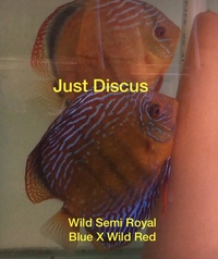 Buy 5 get 1 free at JUST DISCUS from ONLY £20 and over 5,000 top quality Discus to choose from and the biggest selection in the U.K. Cheapest prices guaranteed.