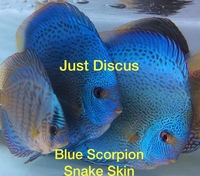 Buy 5 get 1 free at JUST DISCUS from ONLY £20 and over 5,000 top quality Discus to choose from and the biggest selection in the U.K. Cheapest prices guaranteed.