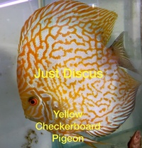 Buy 5 get 1 free at JUST DISCUS from ONLY £20 and over 5,000 top quality Discus to choose from and the biggest selection in the U.K. Cheapest prices guaranteed.