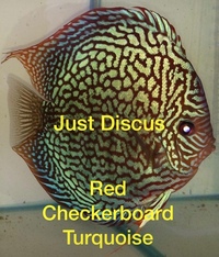 Buy 5 get 1 free at JUST DISCUS from ONLY £20 and over 5,000 top quality Discus to choose from and the biggest selection in the U.K. Cheapest prices guaranteed.