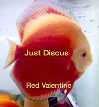 Buy 5 get 1 free at JUST DISCUS from ONLY £20 and over 5,000 top quality Discus to choose from and the biggest selection in the U.K. Cheapest prices guaranteed.