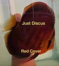 Buy 5 get 1 free at JUST DISCUS from ONLY £20 and over 5,000 top quality Discus to choose from and the biggest selection in the U.K. Cheapest prices guaranteed.