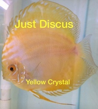 Buy 5 get 1 free at JUST DISCUS from ONLY £20 and over 5,000 top quality Discus to choose from and the biggest selection in the U.K. Cheapest prices guaranteed.