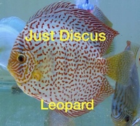 Buy 5 get 1 free at JUST DISCUS from ONLY £20 and over 5,000 top quality Discus to choose from and the biggest selection in the U.K. Cheapest prices guaranteed.