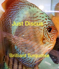 Buy 5 get 1 free at JUST DISCUS from ONLY £20 and over 5,000 top quality Discus to choose from and the biggest selection in the U.K. Cheapest prices guaranteed.