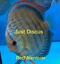 Buy 5 get 1 free at JUST DISCUS from ONLY £20 and over 5,000 top quality Discus to choose from and the biggest selection in the U.K. Cheapest prices guaranteed.