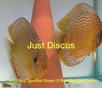 Buy 5 get 1 free at JUST DISCUS from ONLY £20 and over 5,000 top quality Discus to choose from and the biggest selection in the U.K. Cheapest prices guaranteed.