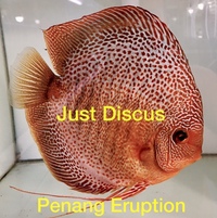 Discus fish for sale from ONLY £25 and over 5,000 top quality Discus to choose from and the biggest selection in the U.K. Cheapest prices guaranteed.