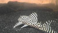 King Tiger Plec (Hypancistrus sp.L066) WANTED