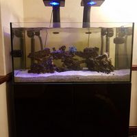 EA Reef salt water fish tank for sale