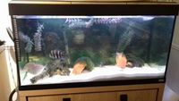 Tank and fish for sale
