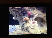 Live corals, inverts, fish in Marine tank Red Sea max 250 with sump £450 Ono