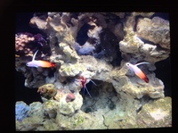 Live corals, inverts, fish in Marine tank Red Sea max 250 with sump £450 Ono