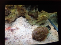 Live corals, inverts, fish in Marine tank Red Sea max 250 with sump £450 Ono