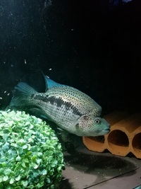 pair of Dovii s + 6ft tank