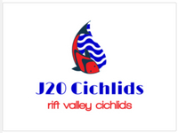 j2o cichlids new stock 20th feb