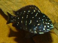 Cichlid for sale.Young Tropheus Duboisi Maswa